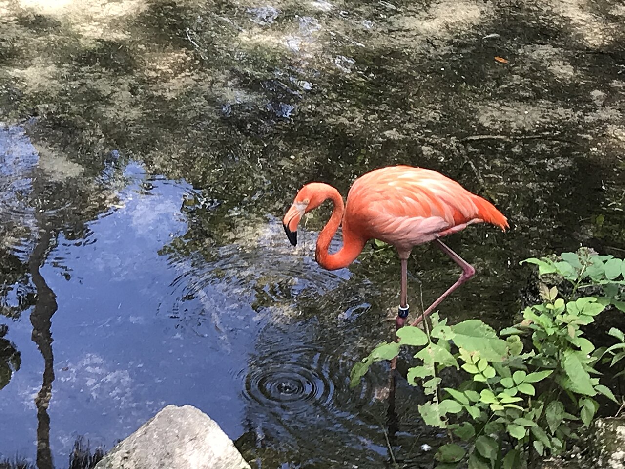 Homosassa 3